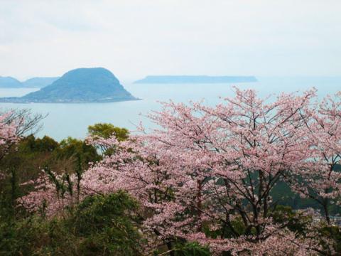 가가미야마산의 벚나무